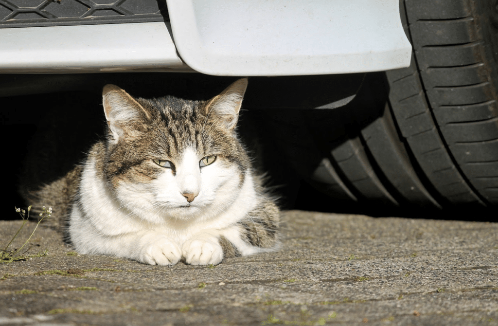 HOW TO KEEP ANIMALS FROM INVADING YOUR ENGINE COMPARTMENT