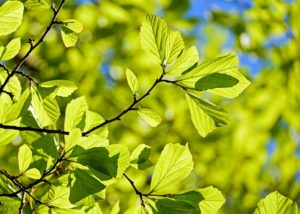 TIPS FOR SPRING CLEANING YOUR CAR